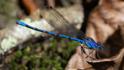 Argia elongata (Thorn-tipped Dancer) male.jpg